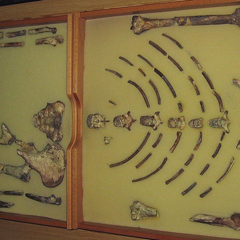 Ethiopian fossil Lucy leaves for her first exhibition in Europe